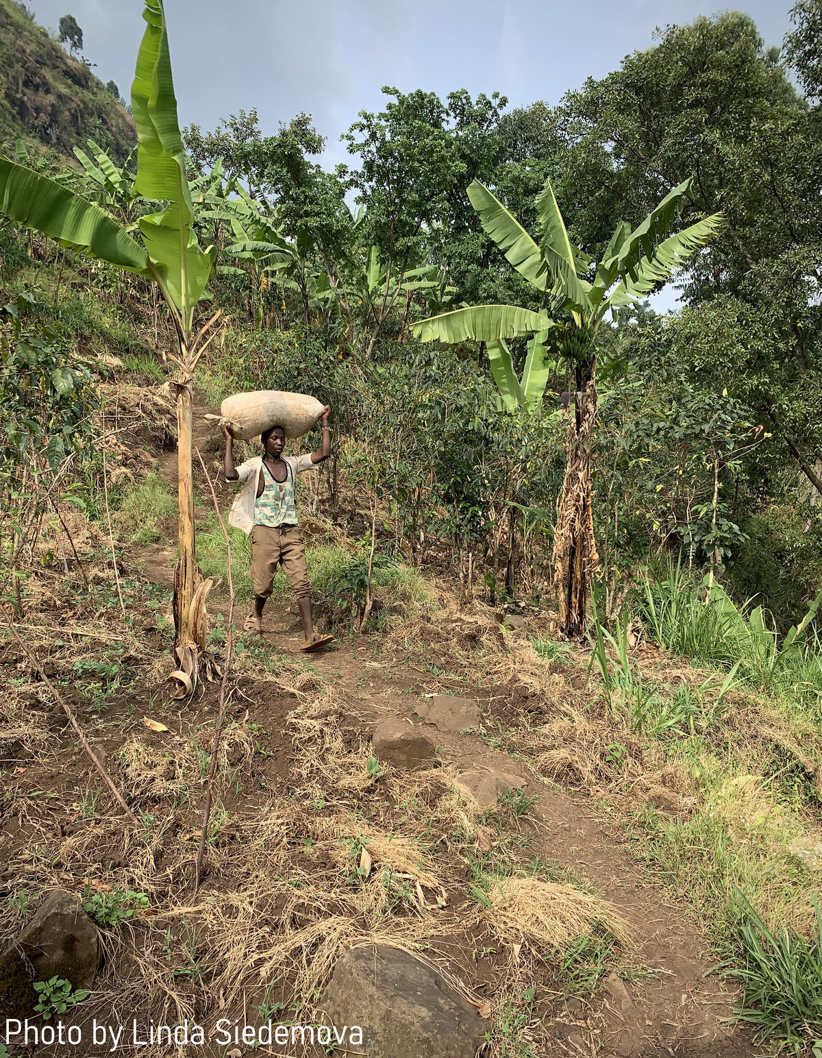 Uganda Buwobodeya — vers gebrande Arabica koffiebonen