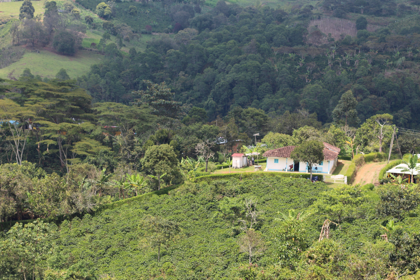 Colombia Wuchii Amucaflome — vers gebrande Arabica koffiebonen