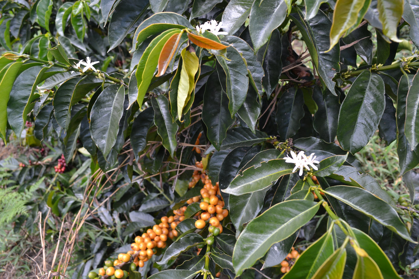 Colombia Wuchii Amucaflome — vers gebrande Arabica koffiebonen