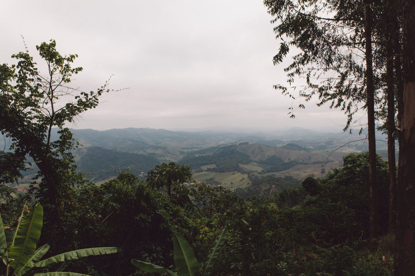 Brazilië, Sao Francisco Da Bela Vista, koffieplantage