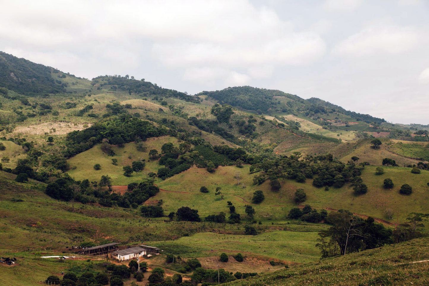 Brazilië, Sao Francisco Da Bela Vista, koffieplantage