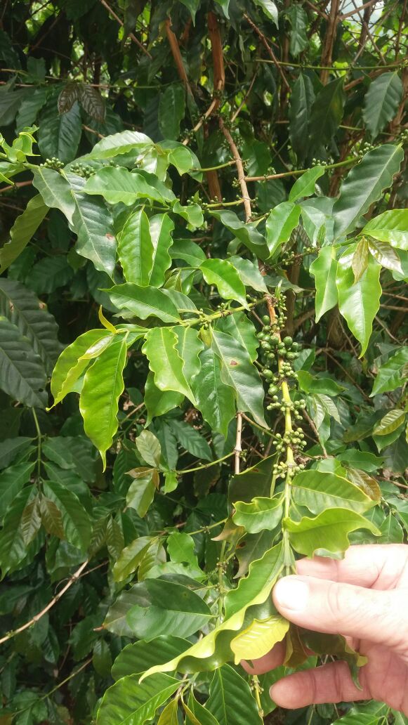 Brazilië, Sao Francisco Da Bela Vista, koffieplantage