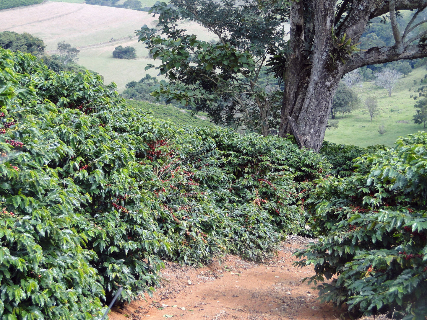 Brazilië, Sao Francisco Da Bela Vista, koffieplantage