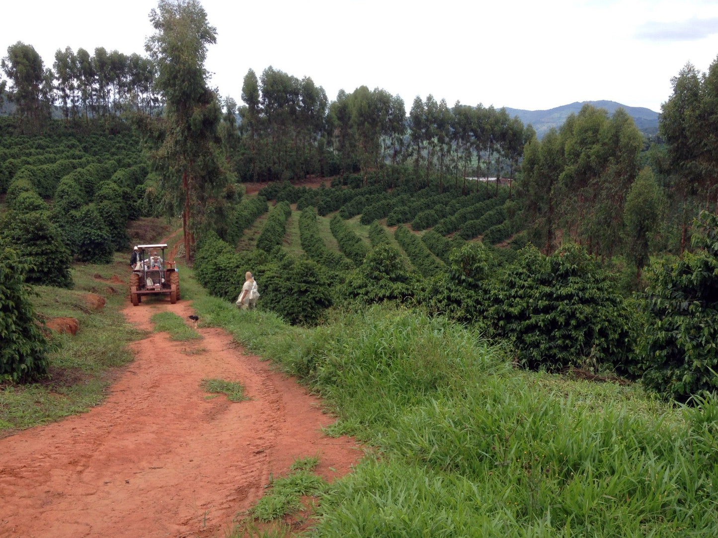 Brazilië, Sao Francisco Da Bela Vista, koffieplantage